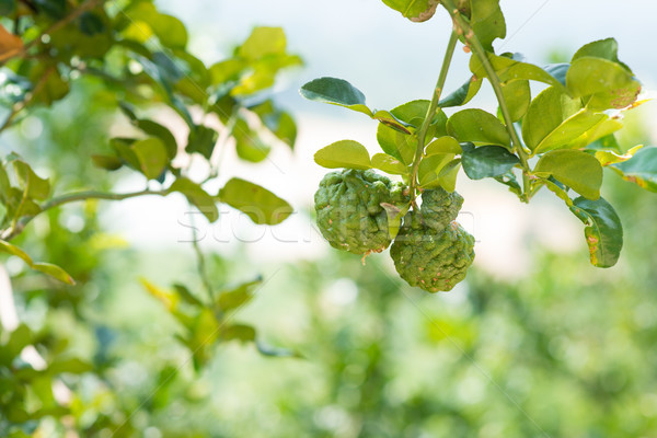 kaffir lime tree Stock photo © szefei