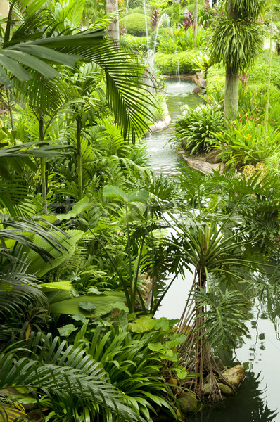 Tropical garden Stock photo © szefei