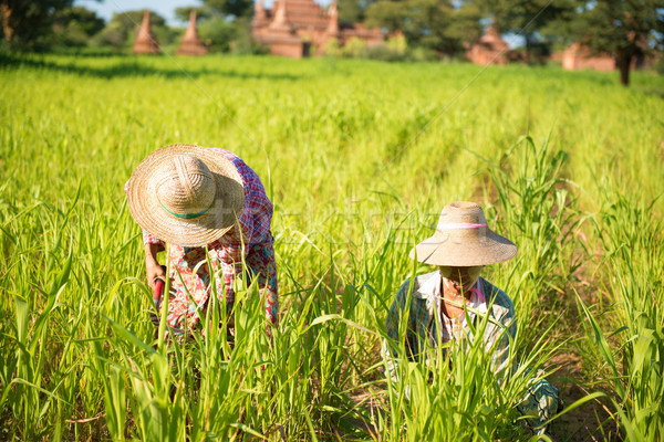 Zdjęcia stock: Tradycyjny · asian · pracy · kukurydza · dziedzinie