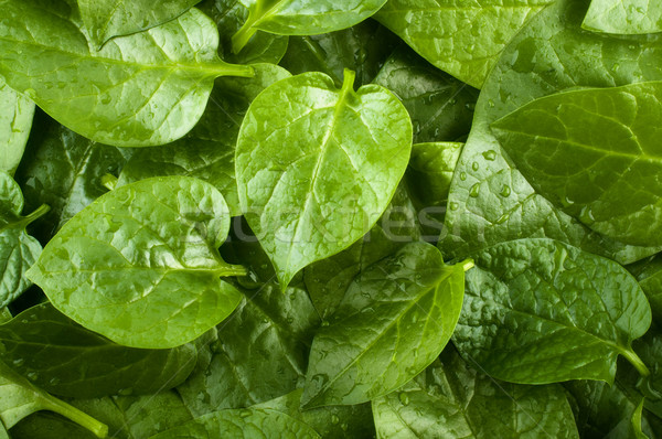 Spinach  background Stock photo © szefei