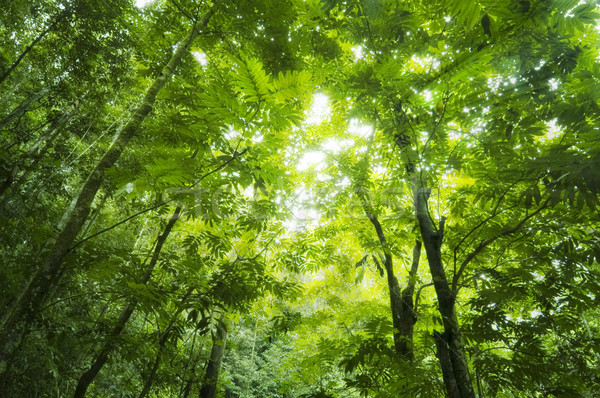 Erdő napfény napsugár csillogás zöld fa Stock fotó © szefei