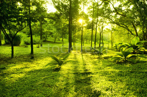 Yeşil ağaçlar park sabah görmek arka ışık Stok fotoğraf © szefei