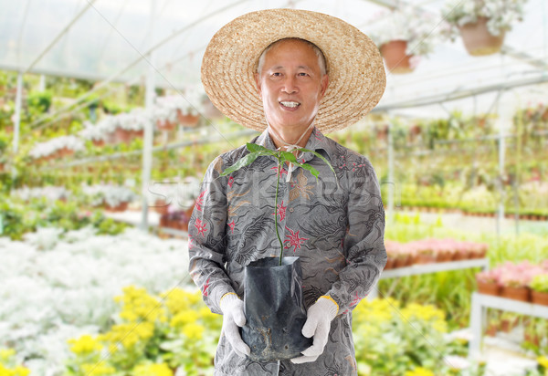 Asian Chinese farmer  Stock photo © szefei