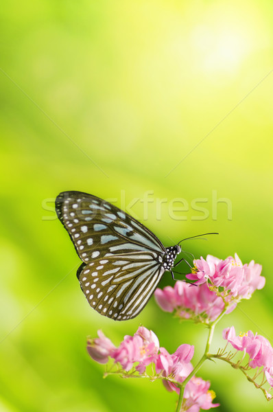 Farfalla fiore primavera natura luce Foto d'archivio © szefei