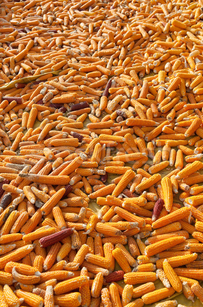 Stock photo: Dried corn background