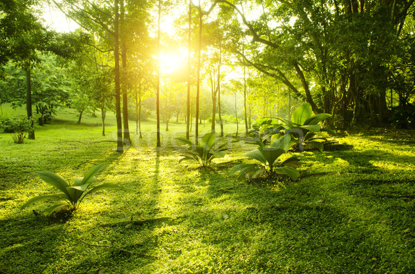 Tropical green forest sunrise Stock photo © szefei