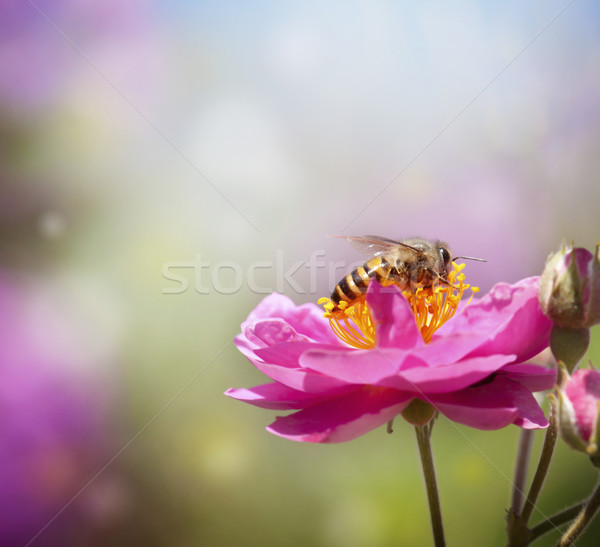 Gyűjt méz közelkép méh rózsaszín virág szépség Stock fotó © szefei