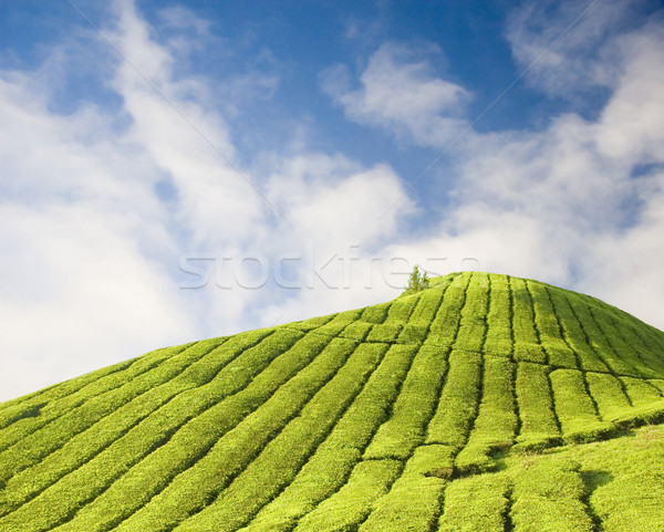 [[stock_photo]]: Thé · plantation · paysage · terre · montagne · été