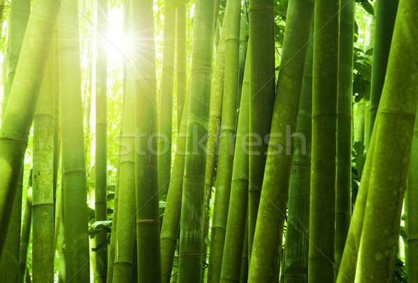 Stock fotó: Bambusz · erdő · ázsiai · reggel · napfény · fa