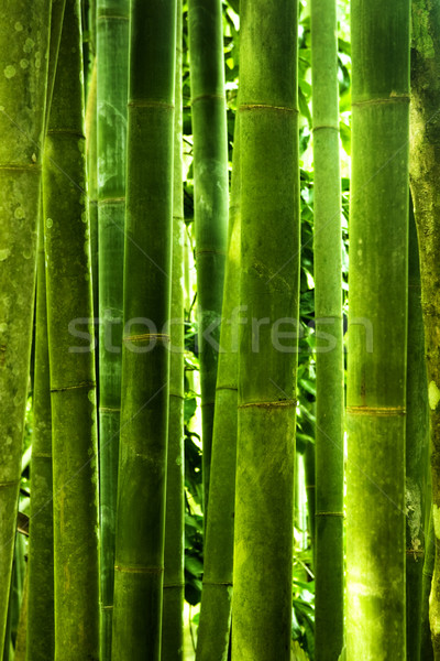 Bamboe bos asian ochtend zonlicht boom Stockfoto © szefei