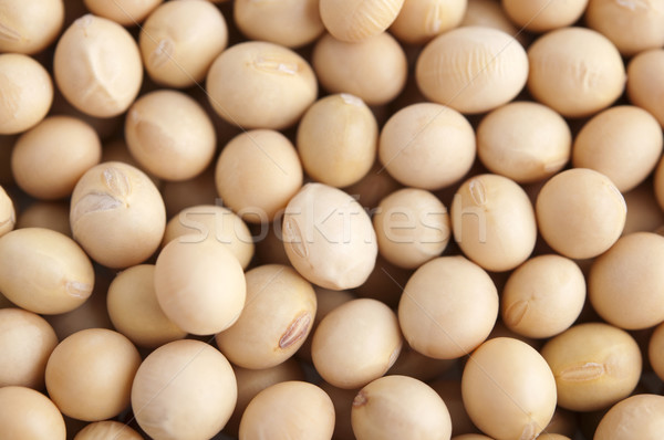 Soybeans Stock photo © szefei