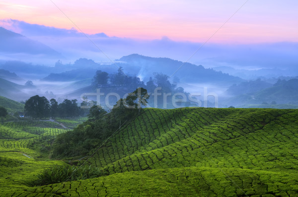 Tea Plantation Malaysia Stock photo © szefei