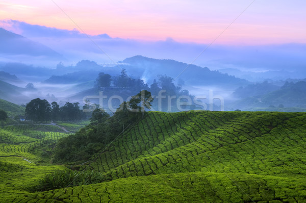 Tè piantagione Malaysia presto sunrise farm Foto d'archivio © szefei