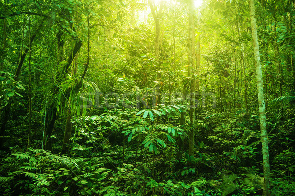 Fantasztikus trópusi sűrű erdő hihetetlen zöld Stock fotó © szefei