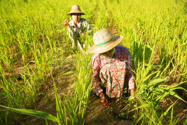 Traditional Asian farmers Stock photo © szefei
