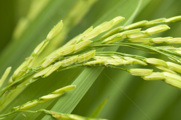 Paddy rice  Stock photo © szefei