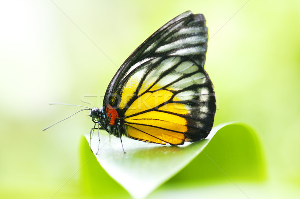 Pillangó közelkép piros folt zöld levél levél Stock fotó © szefei