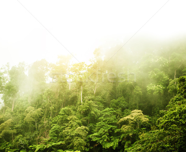 Verde floresta dente montanha alcance ver Foto stock © szefei