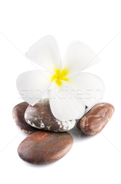 Frangipani on therapy stones Stock photo © szefei