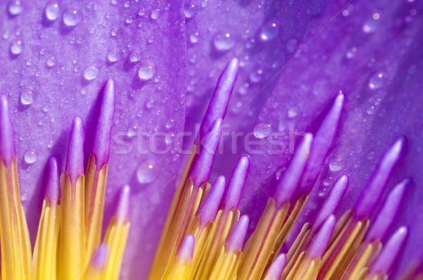 Apă crin violet primăvară frumos Imagine de stoc © szefei