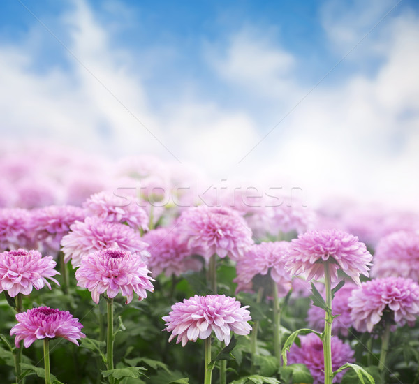 商業照片: 菊花 · 場 · 早晨 · 天空 · 春天 · 性質