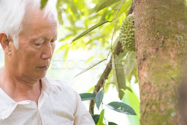 Worker and durian tree. Stock photo © szefei