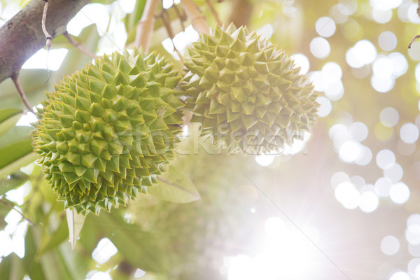 durian tree close up Stock photo © szefei
