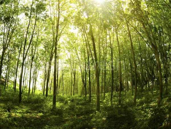 Rubber Plantation.  Stock photo © szefei