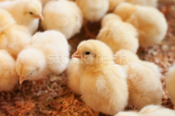 Young baby chicken Stock photo © szefei