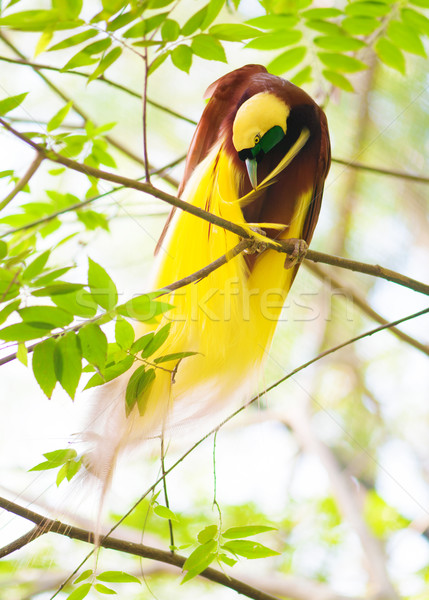 Bird of Paradise is cleaning feathers Stock photo © szefei