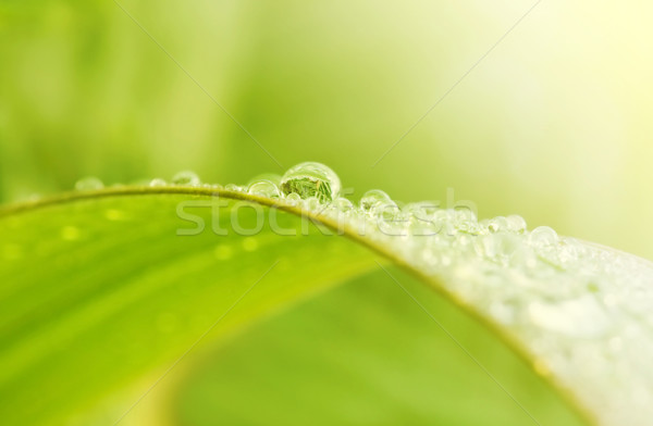 Zöld fű esőcseppek fű kert nyár levelek Stock fotó © szefei