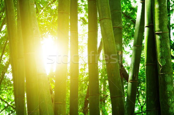 Stock fotó: Bambusz · erdő · nap · fény · ázsiai · tájkép