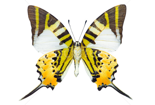 Swordtail butterfly  Stock photo © szefei