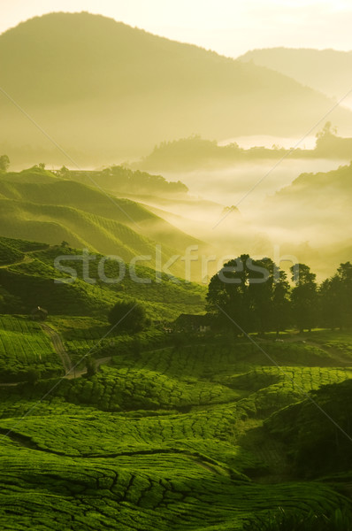 Tea farm ködös reggel természet tájkép Stock fotó © szefei