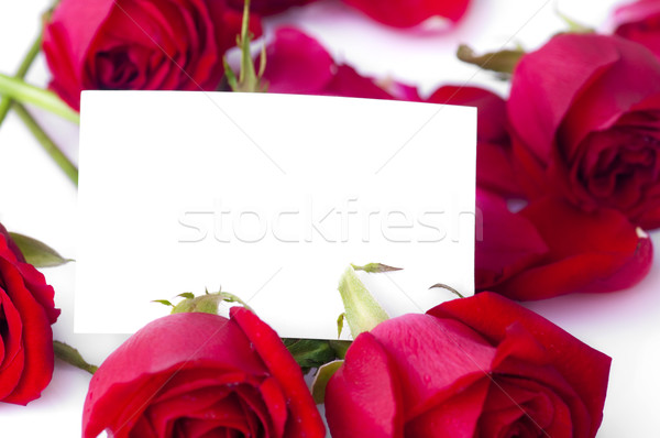 Rosa vermelha pétalas cartão de presente texto flor rosa Foto stock © szefei