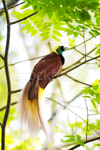 Ptaków raj jeden egzotyczny ptaków Papua-Nowa Gwinea Zdjęcia stock © szefei