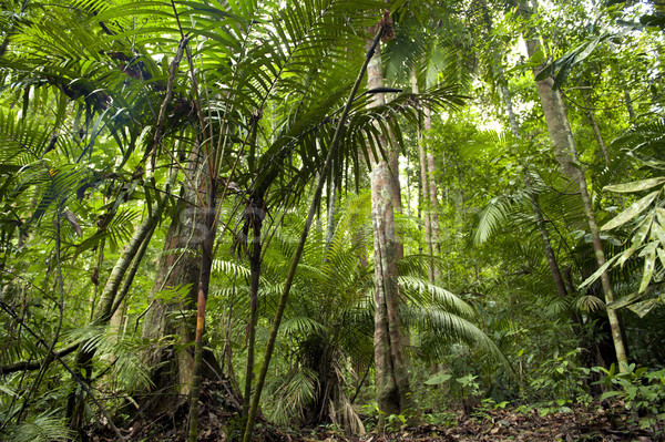 Trópusi zöld erdő tájkép levél háttér Stock fotó © szefei
