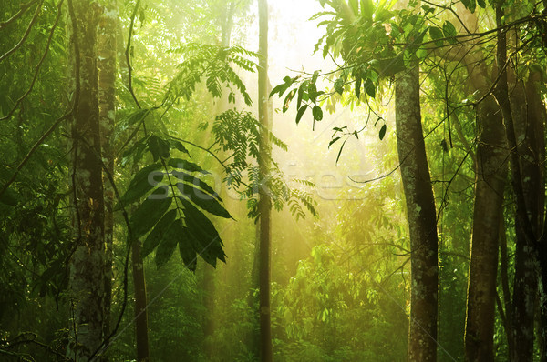 Tropical verde floresta manhã luz solar Foto stock © szefei