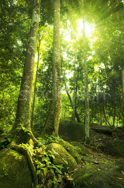 Photo stock: Matin · lumière · du · soleil · vert · forêt · arbre · bois