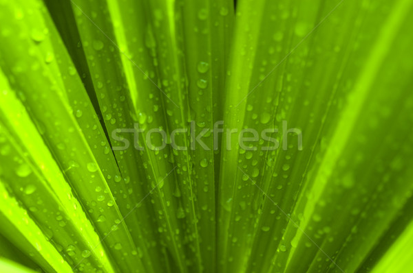 Waterdrop on a green palm leaf Stock photo © szefei