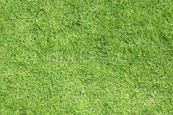 Green grass background  Stock photo © szefei