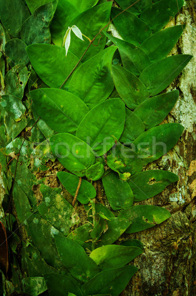 Creeping vines in jungle Stock photo © szefei