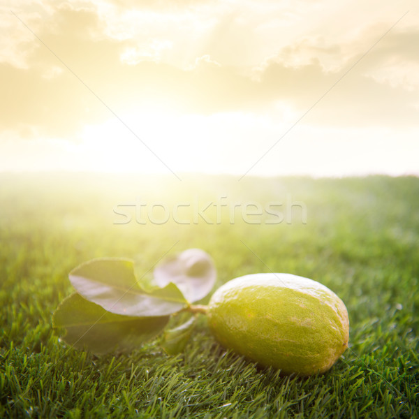fresh organic lemon with sunlight Stock photo © szefei