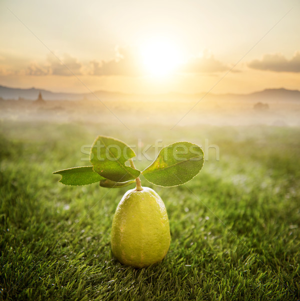 Chemical free fresh organic lemon Stock photo © szefei