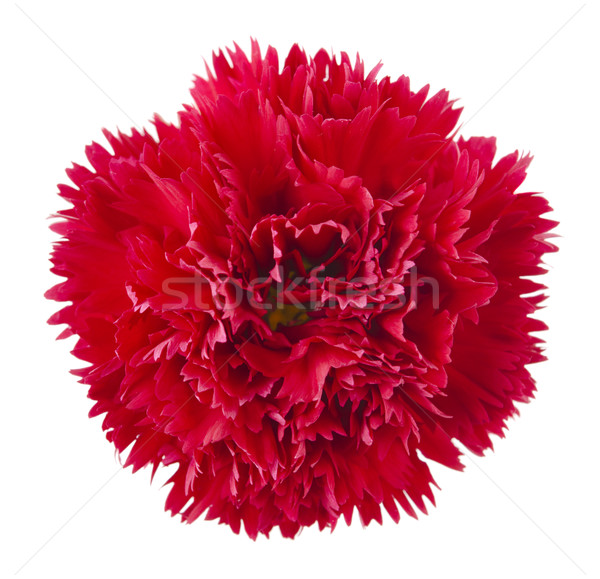 Rojo clavel flor cabeza aislado blanco Foto stock © szefei