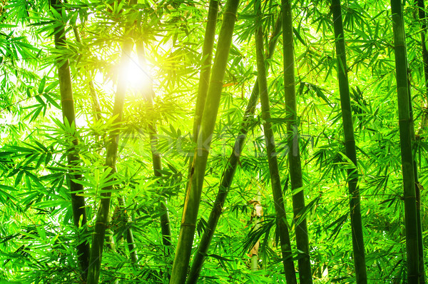 Stock foto: Asian · Bambus · Wald · Morgen · Sonnenlicht · Baum
