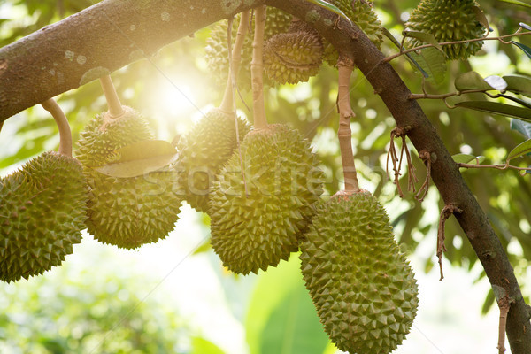 Durian tree in farm. Stock photo © szefei