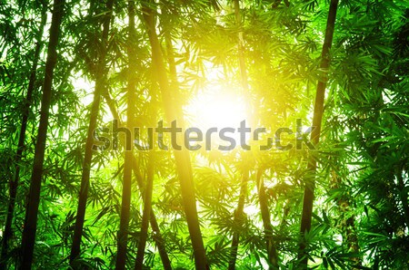 Asiático bambu floresta sol labareda dourado Foto stock © szefei