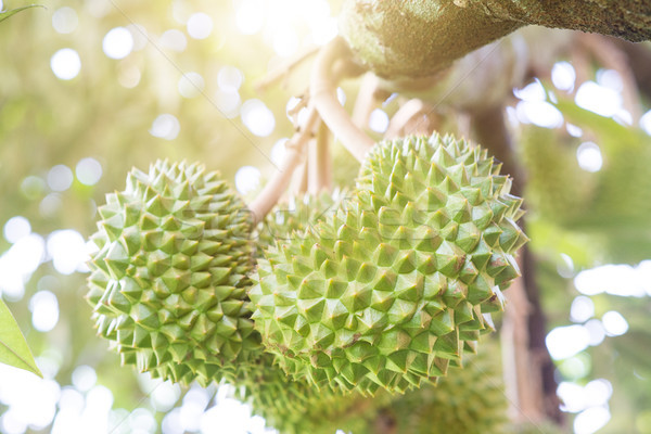 Close up durian tree Stock photo © szefei