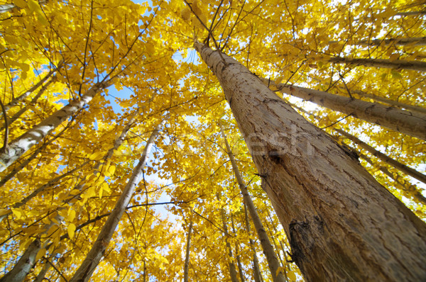 Fall Aspen Trees Stock photo © szefei